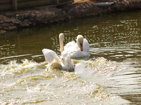 Paar van witte zwanen — Stockfoto