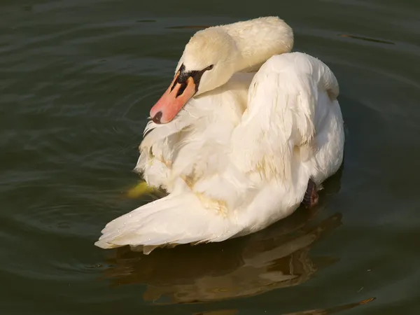 Swan rensar sina vingar — Stockfoto