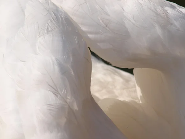 Nära vingen fjädrar vit svan — Stockfoto