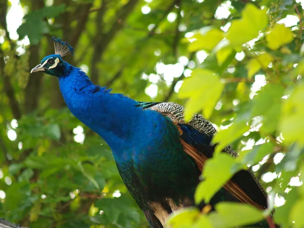 Close-up van de peacock in takken van boom — Stockfoto