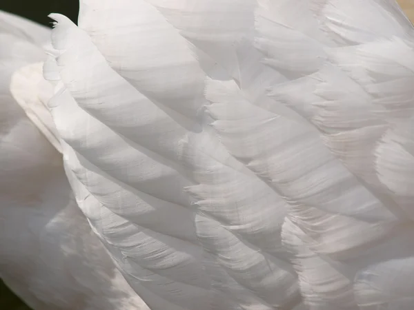 Cierre las plumas del ala cisne blanco Imagen De Stock
