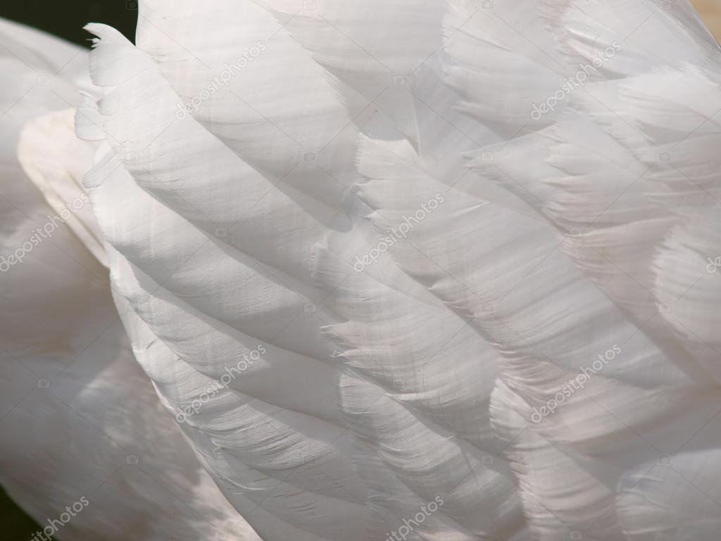 Close wing feathers white swan — Stock Photo © AmediDidda #17416669