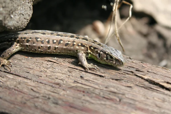 Lizard , background Stock Picture