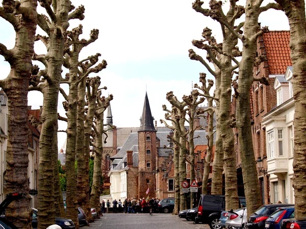 Alley of trees, the tower and houses of Bruges. — Stock Photo, Image