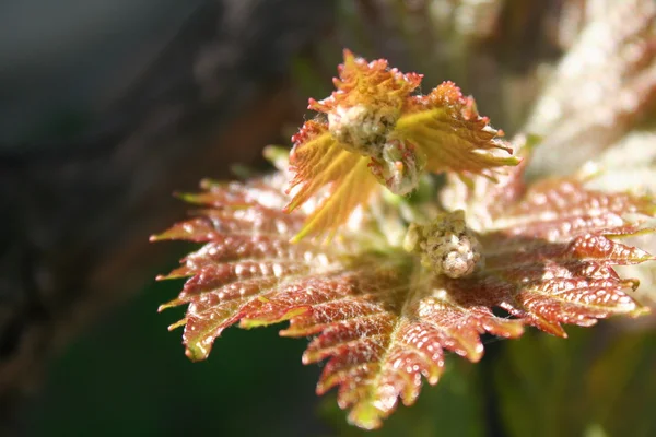 küçük ve genç üzüm asma kırmızı yaprakları glisten güneş ışığı makroda