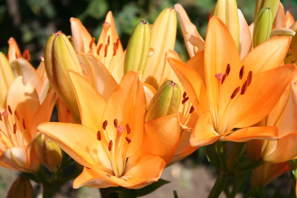 Orange lily — Stock Photo, Image