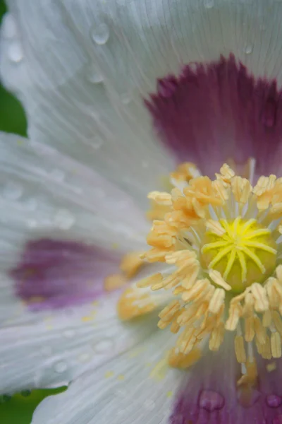 Papaver somniferum detalles amapola flor close-up gotas de lluvia —  Fotos de Stock