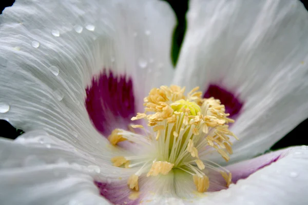 pistils ve stamens haşhaş yakın çekim. gelincik, somniferum