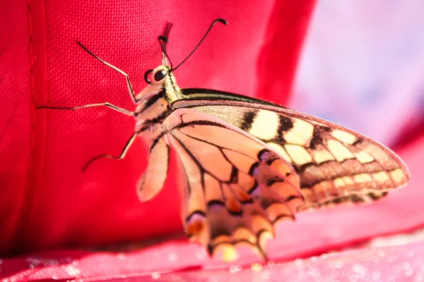 Mariposa cola de golondrina sobre fondo rojo — Foto de Stock