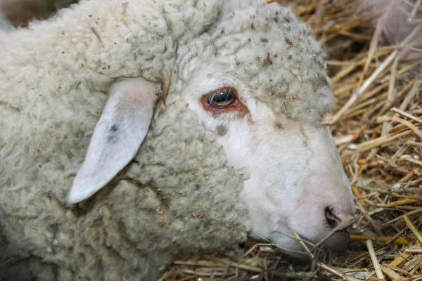 Portrait of a sheep — Stock Photo, Image