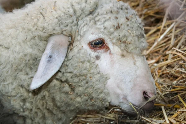 Retrato de uma ovelha Imagem De Stock