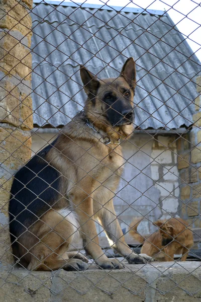 The dog — Stock Photo, Image