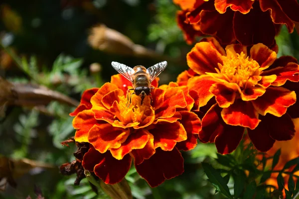 La mouche recueille du nectar, la mouche recueille du nectar, la mouche collecte du nectar, la mouche recueille du nectar — Photo