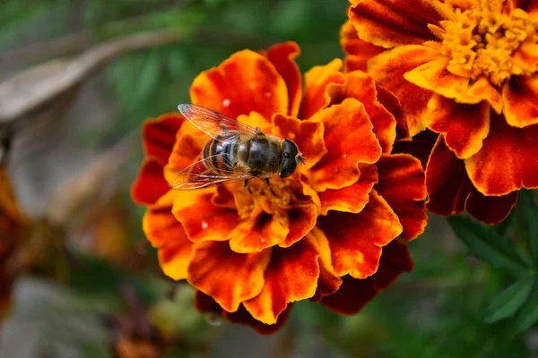 La mosca recoge el néctar y el ecosistema, el ecosistema y el ecosistema. —  Fotos de Stock