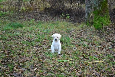 forest lawn köpeği olduğunu
