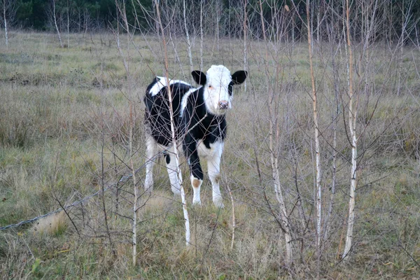 Pastagens de vacas — Fotografia de Stock