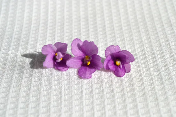 Violets — Stock Photo, Image
