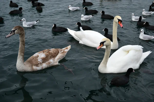 Schwäne — Stockfoto