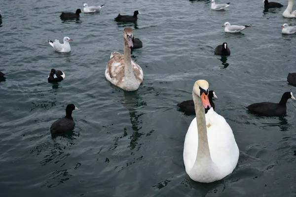 Swans — Stock Photo, Image