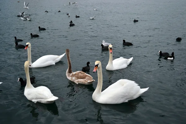 Swans — Stock Photo, Image