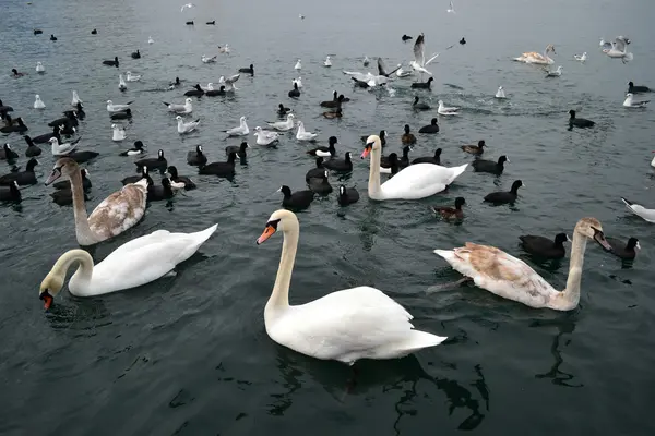 Swans — Stock Photo, Image