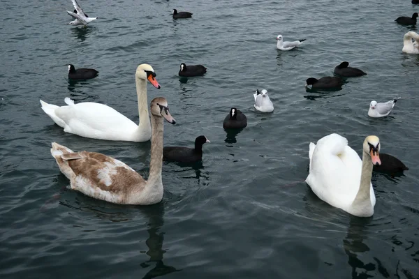 Cisnes Imagem De Stock