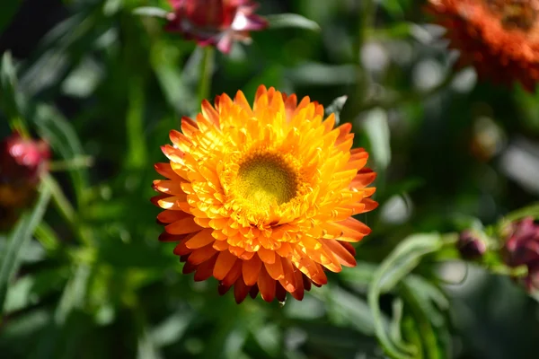 Kwiat suhotsvet — Zdjęcie stockowe