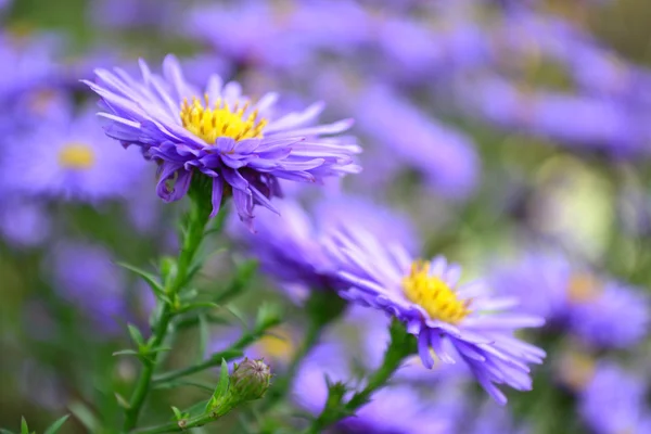 Blauwe bloemen van alpine asters — Stockfoto