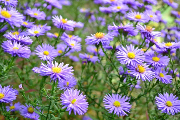 Niebieskie kwiaty Astry alpejskie — Zdjęcie stockowe