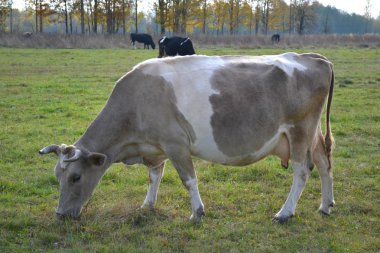 inek bej