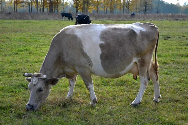 Cow beige — Stock Photo, Image