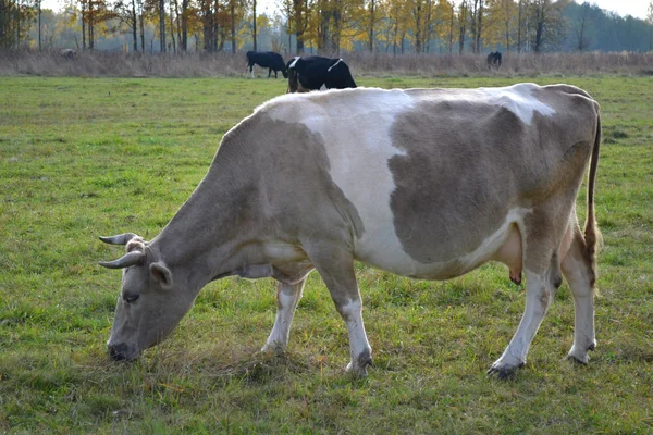 Cow beige — Stock Photo, Image