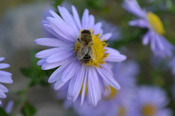 Bi på en blå blomma — Stockfoto