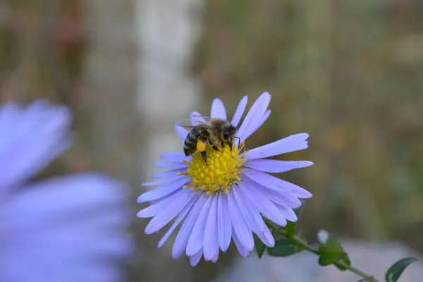 Бджола на синій квітці — стокове фото