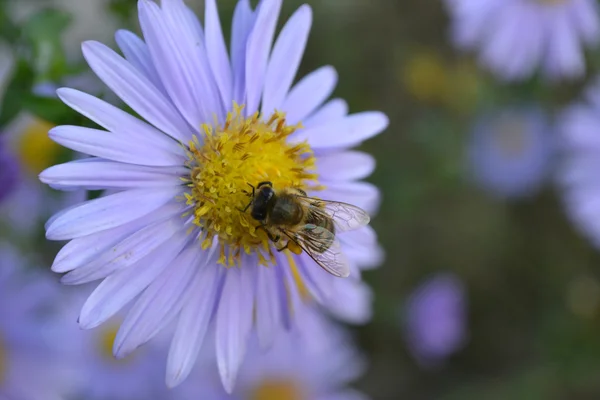 蓝色的花朵上的蜜蜂 — 图库照片