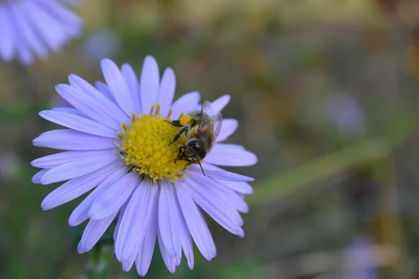 Бджола на синій квітці — стокове фото