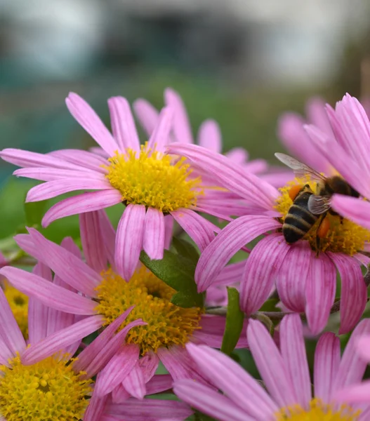 Insect — Stock Photo, Image