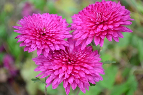 Chrysant — Stockfoto