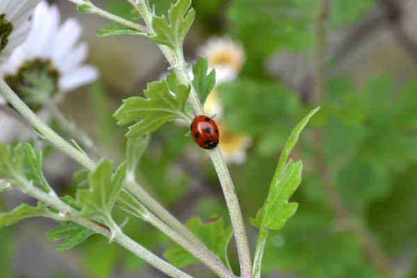 God ladybug — Stock Photo, Image
