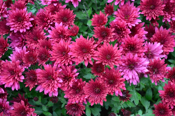 Chrysant — Stockfoto