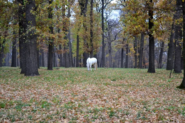 Cheval blanc — Photo