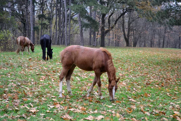 Los caballos pastan — Foto de Stock