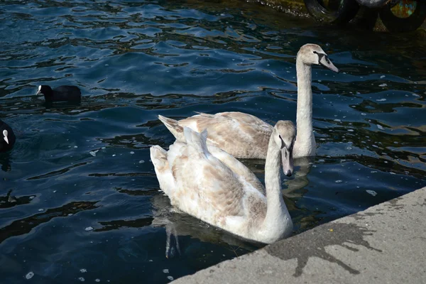 A young grey Swan — Stock Photo, Image