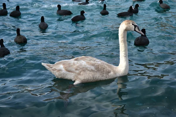 Um cisne cinzento jovem — Fotografia de Stock