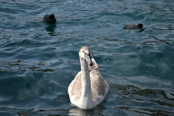 Um cisne cinzento jovem — Fotografia de Stock