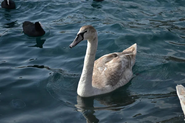 Um cisne cinzento jovem — Fotografia de Stock