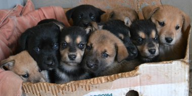 Küçük Köpekler