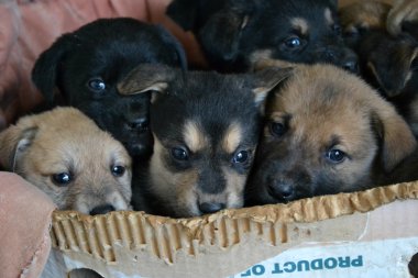 Küçük Köpekler