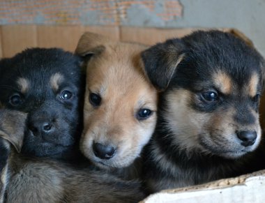 Küçük Köpekler