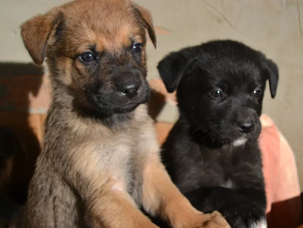 Small dogs — Stock Photo, Image